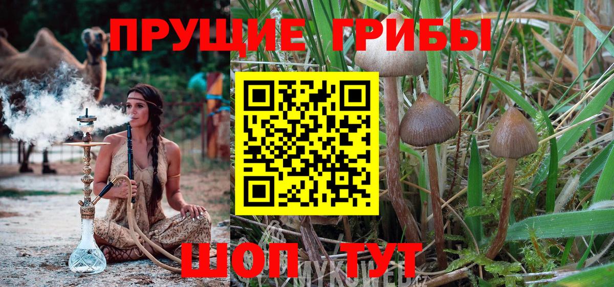Псилоцибиновые грибы ЛСД  Галлюциногенные грибы Psilocybine cubensis  Вход с VPN  Клин 